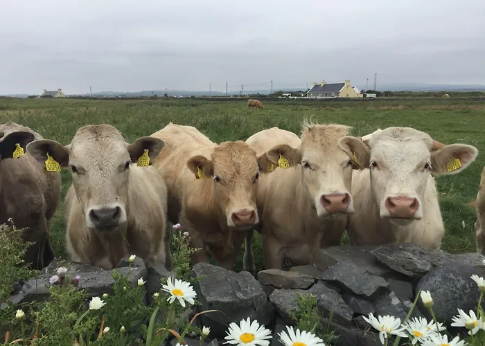 Berry בית כפרי ספניש פוינט